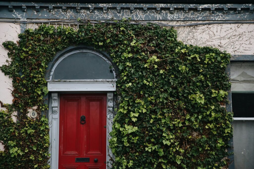 Photo by Fallon Michael on Unsplash red door surrounded by vines